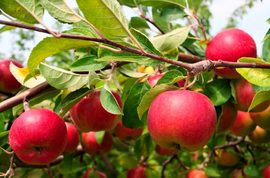 Growing apples in kenya - the definitive guide