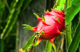 Growing the dragon fruit in kenya, a complete beginners guide