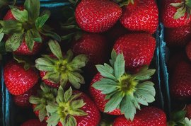 Growing strawberries - planting, growing, and harvesting strawberries