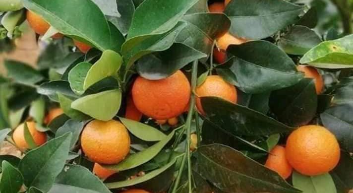 Tangerine Tree Care – How To Grow Tangerines